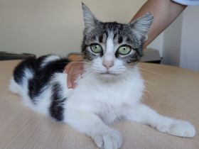 Balsa, eine superliebe, freundliche Mieze, sucht ein Zuhause