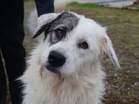 Tambi - Dein neuer Wuschelkumpel?