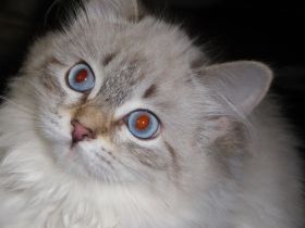 Neva Masquarade Kitten mit Stammbaum