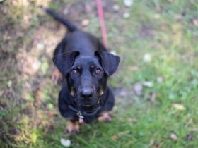 Larina, Dackel-Mix, weiblich, kastriert, geb. ca. 10.07.2021, schwarz-braun