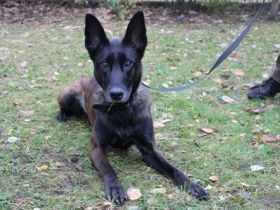 Makeba, Holländischer Schäferhund, weiblich, geb. ca. 2019, gestromt, su. hunderfahrene Besitzer