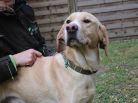 Yoko, Labrador-Beagle-Mix, männlich, geb. ca. 2023, freundl. und lernwillig