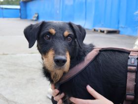 Pfoten hoch für Dusty! Wer schenkt ihm ein Zuhause?