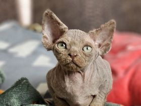 Devon rex Jung mit papieren