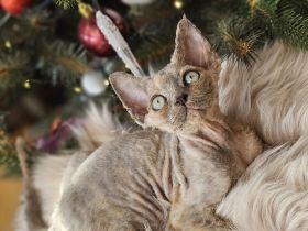 Devon rex Mädchen mit papieren