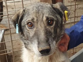 Joey, 8-jähriger, ruhiger Rüde wartet auf seine Chance für die zweiten Hälfte seines Lebens, 56 cm