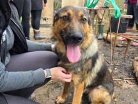 Schäferhund Mix Xena sucht Zuhause