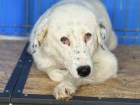 Christine - sanfte Seele mit Sommersprossen