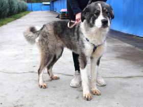 Stattliche Fera sucht liebevolles Zuhause