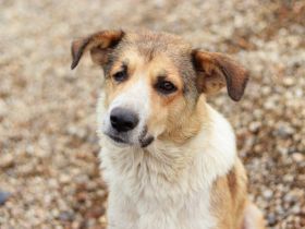 Lass dich von Ira's Wesen verzaubern