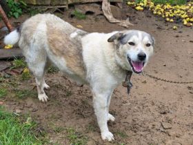 Einsame Cora sucht Familienanschluss