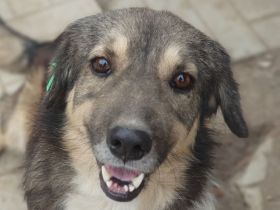 Twix, ein richtiger Gute-Laune-Hund, 2 Jahre, 39 cm