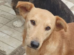 Richie, kleiner, fröhlicher Wirbelwind mit einem riesigen Herzen, 2 Jahre 36 cm