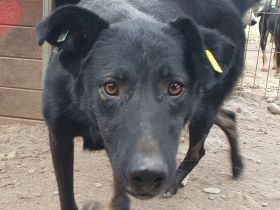 Pochahontas, menschenbezogene Hünding sucht ein unternehmungslustiges Zuhause, 5 Jahre, 58 cm