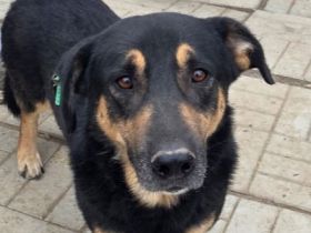 Paule, eine kleine richtige Persönlichkeit – charmant, offen und selbstbewusst, 3 Jahre, 38 cm