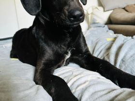 Relino möchte sein Herz verschenken...