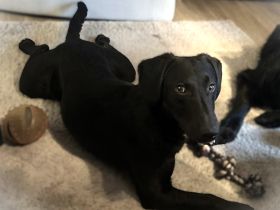 Relino möchte sein Herz verschenken...