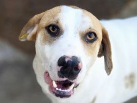 Marian, freundlicher junger Rüde auf der Suche nach liebevoller Familie, 1 Jahr, 55 cm