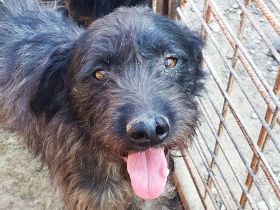 Boris, ein toller Rüde, der Menschen sucht, die Sanftheit und Treue zu schätzen wissen, 2 J, 46 cm