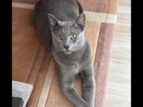 Russisch blau kitten