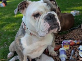 Olde Englisch Bulldog