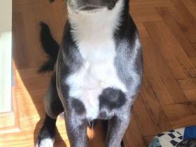 Liebevolles Zuhause gesucht – junger, aktiver Hund