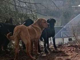 Landseer -Bordeaux Dogge Mix abzugeben