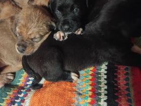 Landseer Bordeaux Mix Welpen