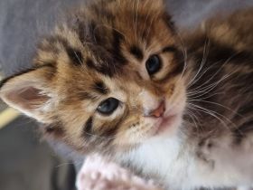 Eric vom Ellergarten und seine Geschwister - Maine Coon Kitten