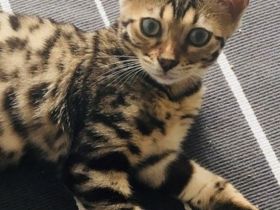 Bengal Katzen