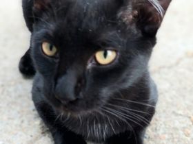 David der kleine Kämpfer sucht ein Für-Immer-Zuhause (als Wohnungskater)