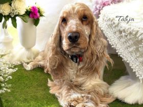 Vd Schönefelder Höhe