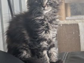 5 Maine coon kitten suchen neues Zuhause