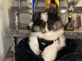 Pomeranian