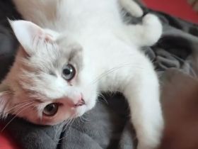 Süßer Ragdoll Mischlings Kitten Kater