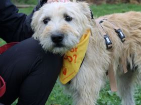Senior Erwin sucht warmes Plätzchen