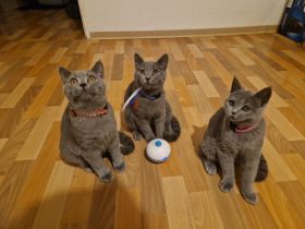 2 BKH Kater & 1 Katze abzugeben ab sofort