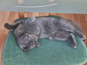 Britisch Kurzhaar Bärchen sucht sein Für-immer-Zuhause!