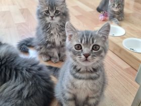 Zauberhafte BKH & BLH Kitten in liebevolle Hände abzugeben