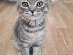 Zauberhafte BKH (Silver Tabby / getigert) Kitten in liebevolle Hände abzugeben