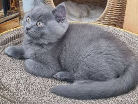 3 x kleine BKH/BLH Neujahrs-Wunder suchen ihr neues Zuhause!