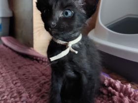 Javanesen, ähnl. OKH Kitten