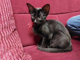 Javanese, OLH ähnl. OKH