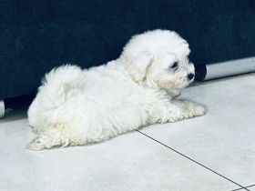 Maltipoo Welpen abzugeben