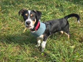 Süßling Lir gehört zu DIR!