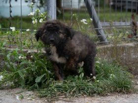Schokobraune Cilia bringt dein Herz zum Schmelzen