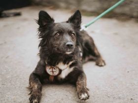 Cassiopeia möchte endlich in liebevolle Hände