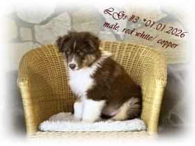 2 Australian Shepherd Welpen suchen ihr perfect match