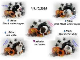 4 Musketiere und Mylady de Winter