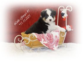 Aktuell suchen noch 2 Musketiere, Porthos & Aramis, das perfect match